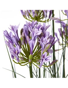 Hill Interiors Large Purple Agapanthus Plant In Pot 23714 2