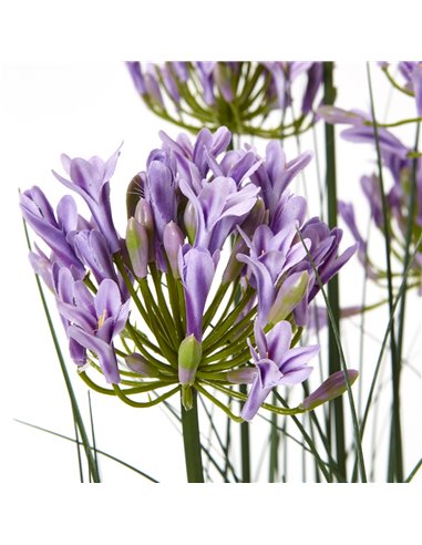 Hill Interiors Large Purple Agapanthus Plant In Pot 23714