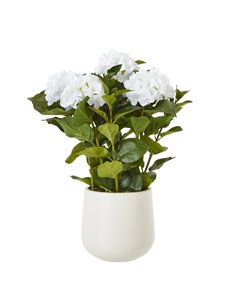 Hill Interiors Medium White Hydrangea Plant In Pot 23749