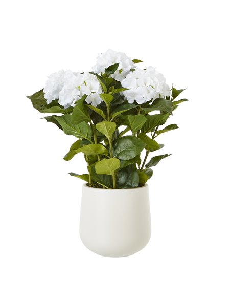 Hill Interiors Medium White Hydrangea Plant In Pot 23749 - pic 113662 | FastDaddyshop