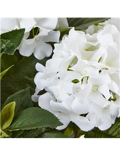 Hill Interiors Medium White Hydrangea Plant In Pot 23749 2