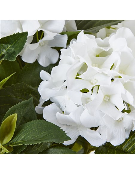 Hill Interiors Medium White Hydrangea Plant In Pot 23749 - pic 113663 | FastDaddyshop