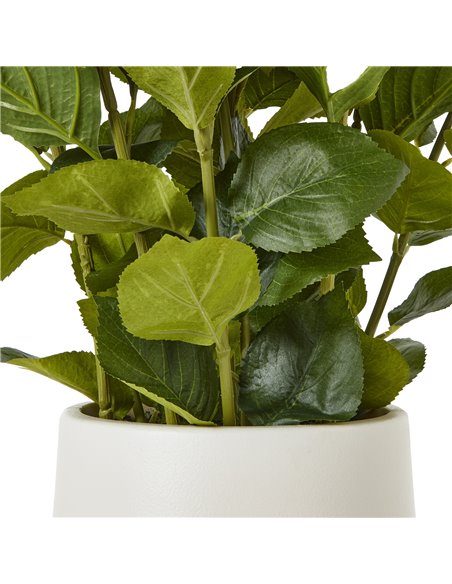 Hill Interiors Medium White Hydrangea Plant In Pot 23749 - pic 113665 | FastDaddyshop
