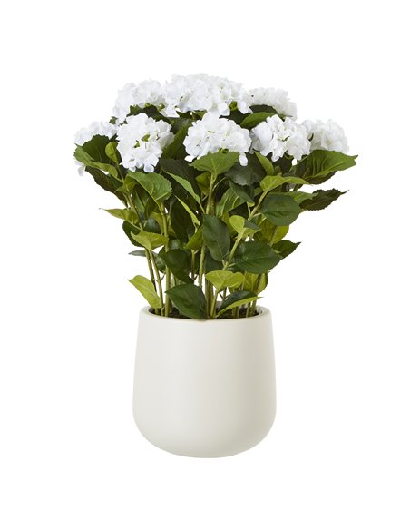 Hill Interiors Large White Hydrangea Plant In Pot 23750 - pic 113666 | FastDaddyshop
