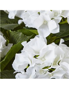 Hill Interiors Large White Hydrangea Plant In Pot 23750 2