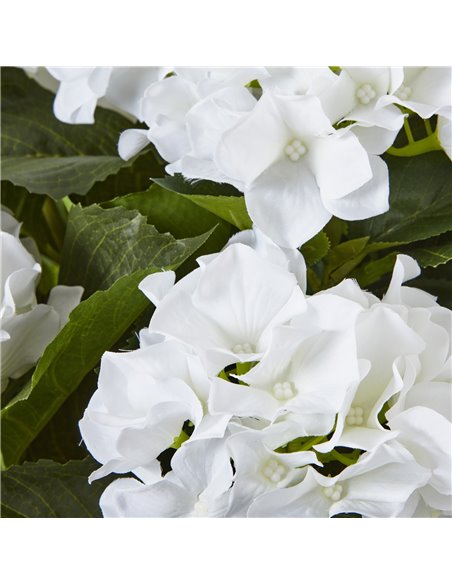 Hill Interiors Large White Hydrangea Plant In Pot 23750 - pic 113667 | FastDaddyshop