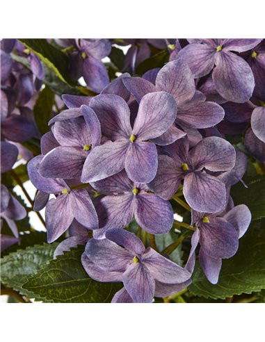 Hill Interiors Medium Purple Hydrangea Plant In Pot 23753