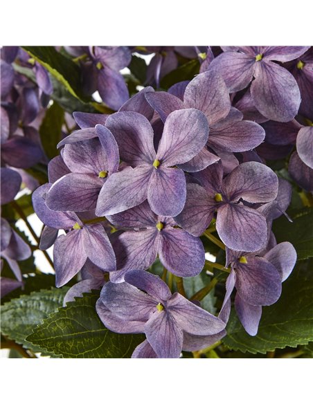 Hill Interiors Medium Purple Hydrangea Plant In Pot 23753 - pic 113679 | FastDaddyshop