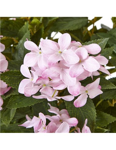 Hill Interiors Large Pink Hydrangea Plant In Pot 23754