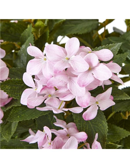 Hill Interiors Large Pink Hydrangea Plant In Pot 23754 - pic 113686 | FastDaddyshop