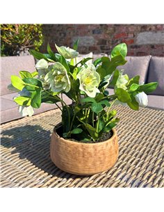 Hill Interiors Green Hellebore Plant In Taupe Pot 23762 2