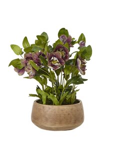 Hill Interiors Deep Plum Hellebore Plant In Taupe Pot 23763