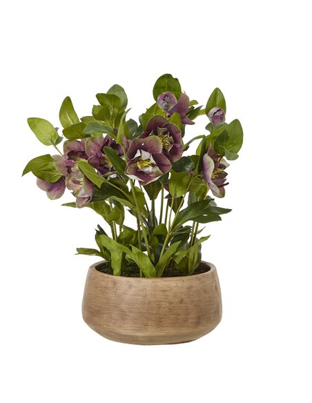 Hill Interiors Deep Plum Hellebore Plant In Taupe Pot 23763 - pic 113700 | FastDaddyshop