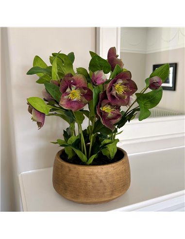Hill Interiors Deep Plum Hellebore Plant In Taupe Pot 23763