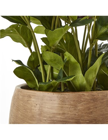 Hill Interiors Deep Plum Hellebore Plant In Taupe Pot 23763