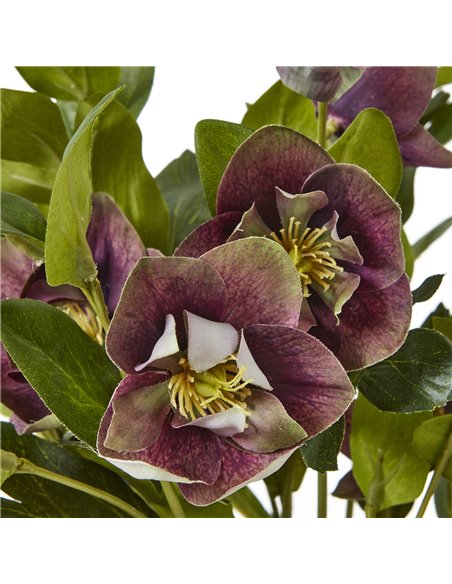Hill Interiors Deep Plum Hellebore Plant In Taupe Pot 23763 - pic 113704 | FastDaddyshop