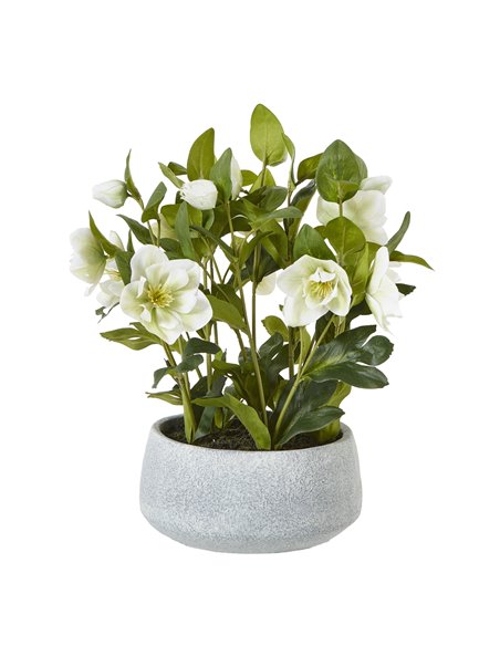 Hill Interiors White Hellebore Plant In Grey Pot 23764 - pic 113705 | FastDaddyshop