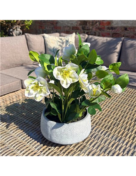 Hill Interiors White Hellebore Plant In Grey Pot 23764 - pic 113706 | FastDaddyshop