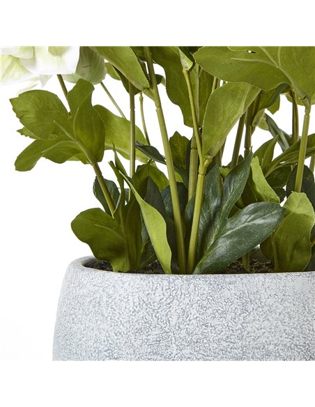 Hill Interiors White Hellebore Plant In Grey Pot 23764 - pic 113708 | FastDaddyshop
