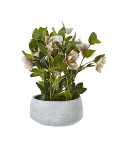 Hill Interiors Variegated Pink Hellebore Plant In Grey Pot 23765