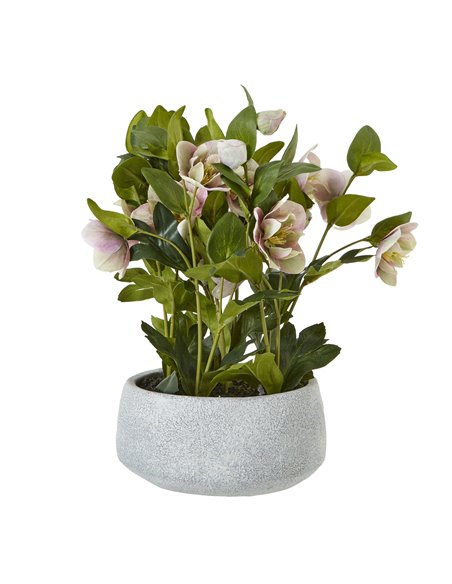 Hill Interiors Variegated Pink Hellebore Plant In Grey Pot 23765 - pic 113710 | FastDaddyshop