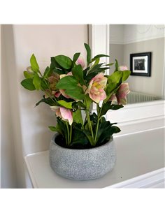 Hill Interiors Variegated Pink Hellebore Plant In Grey Pot 23765 2