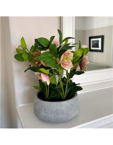 Hill Interiors Variegated Pink Hellebore Plant In Grey Pot 23765