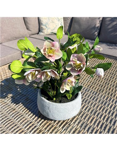 Hill Interiors Variegated Pink Hellebore Plant In Grey Pot 23765