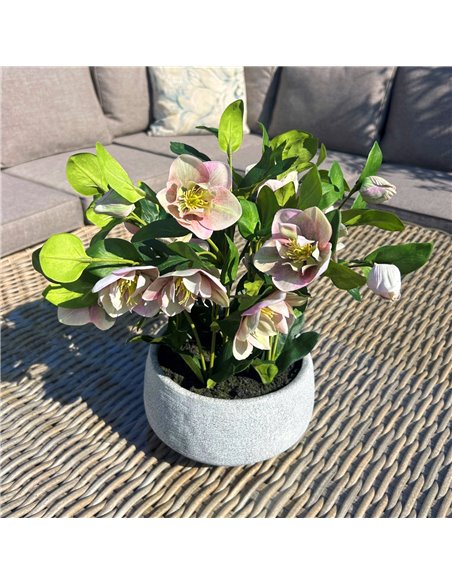 Hill Interiors Variegated Pink Hellebore Plant In Grey Pot 23765 - pic 113712 | FastDaddyshop