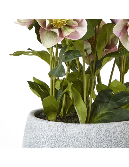 Hill Interiors Variegated Pink Hellebore Plant In Grey Pot 23765 - pic 113713 | FastDaddyshop