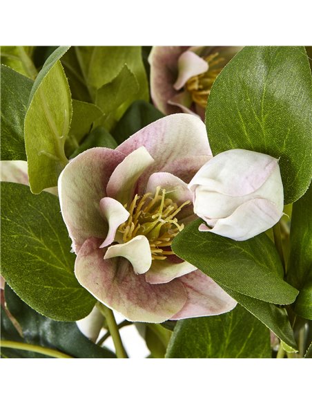 Hill Interiors Variegated Pink Hellebore Plant In Grey Pot 23765 - pic 113714 | FastDaddyshop