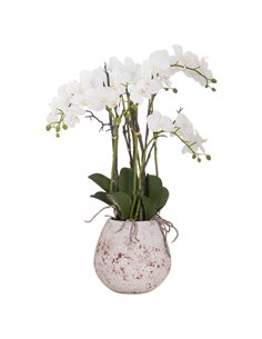 Hill Interiors Large Stone Potted Orchid With Roots 20430