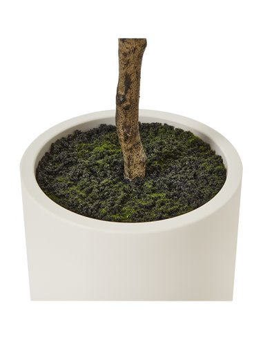 Hill Interiors Apulia Olive Tree In White Pot 180Cm 23707