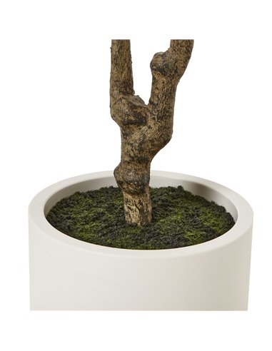 Hill Interiors Apulia Olive Tree In White Pot 210Cm 23708