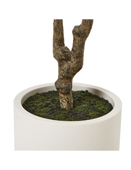 Hill Interiors Apulia Olive Tree In White Pot 210Cm 23708 - pic 114046 | FastDaddyshop