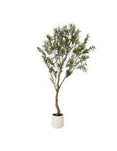 Hill Interiors Apulia Olive Tree In White Pot 200Cm 23709