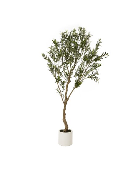 Hill Interiors Apulia Olive Tree In White Pot 200Cm 23709 - pic 114048 | FastDaddyshop