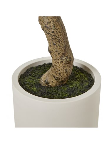 Hill Interiors Apulia Olive Tree In White Pot 200Cm 23709