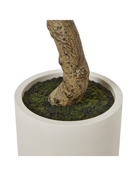Hill Interiors Apulia Olive Tree In White Pot 200Cm 23709 - pic 114051 | FastDaddyshop