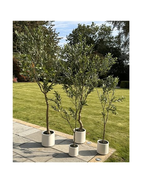 Hill Interiors Apulia Olive Tree In White Pot 200Cm 23709 - pic 114052 | FastDaddyshop