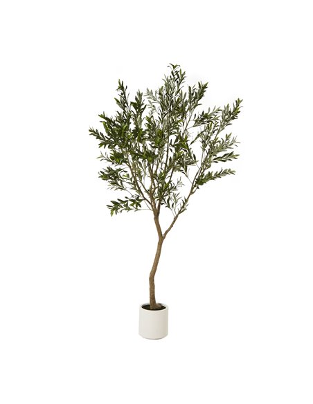 Hill Interiors Apulia Olive Tree In White Pot 240Cm 23710 - pic 114053 | FastDaddyshop