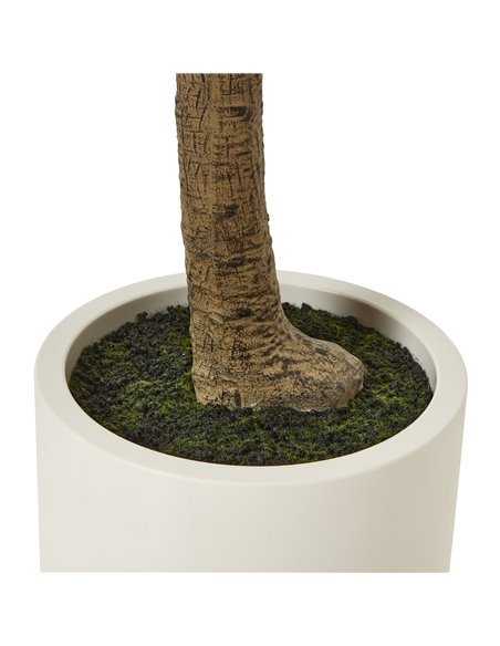 Hill Interiors Apulia Olive Tree In White Pot 240Cm 23710 - pic 114056 | FastDaddyshop