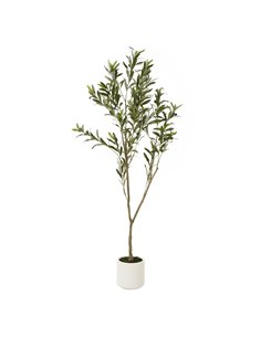 Hill Interiors Apulia Olive Tree In White Pot 150Cm 23711