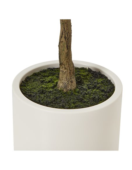 Hill Interiors Apulia Olive Tree In White Pot 150Cm 23711 - pic 114061 | FastDaddyshop