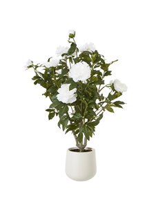 Hill Interiors Extra Large White Peony Bush In Pot 23756