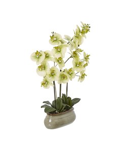 Hill Interiors Large Green Orchid In Ceramic Pot 23759 2