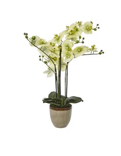 Hill Interiors Extra Large Green Orchid In Ceramic Pot 23761