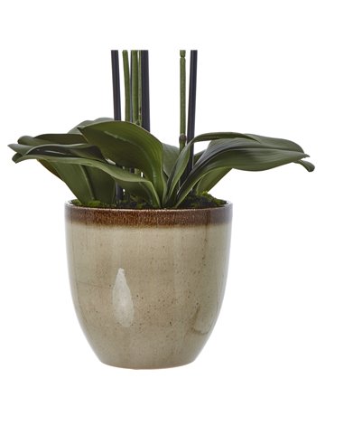 Hill Interiors Extra Large Green Orchid In Ceramic Pot 23761