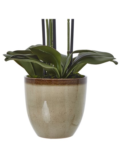 Hill Interiors Extra Large Green Orchid In Ceramic Pot 23761 - pic 114077 | FastDaddyshop