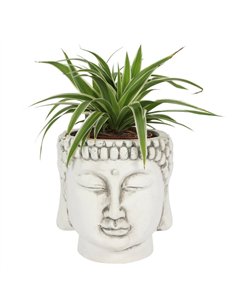 White Terracotta Buddha Head Planter ZD_20827